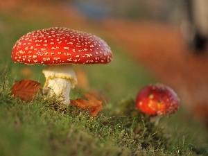 toadstools, Red