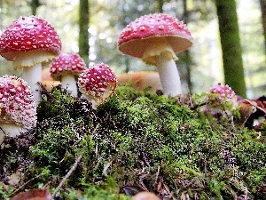 toadstools