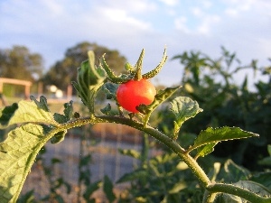 tomato, twig