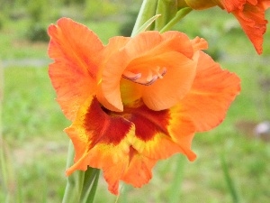 Two-tone, gladiolus