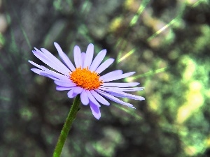 Tongolski, Aster