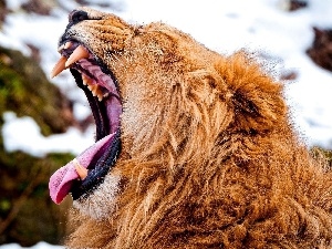 Tounge, canines, Lion, roar
