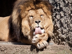 Tounge, Lion