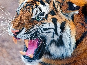 mouth, Tounge, tiger