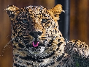 paw, Tounge, Leopards
