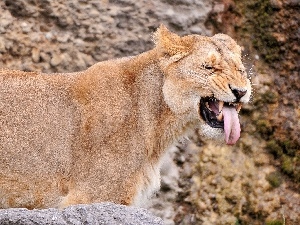 showing, Tounge, Lioness