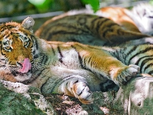 Tounge, tiger