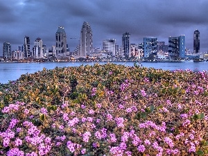 Town, Flowers, San Diego