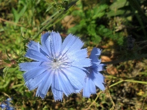 traveller, endive, blue, Colourfull Flowers