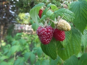 treats, garden