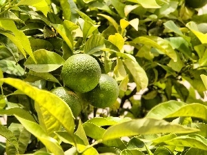 an, tree, limes