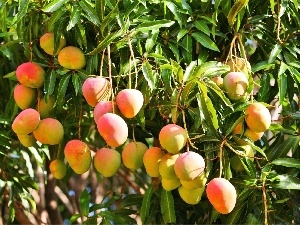 an, tree, Mango