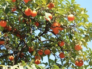 an, tree, orange