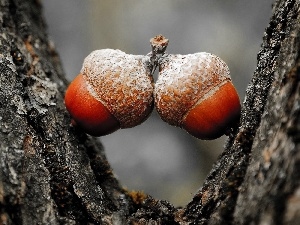 trees, Acorns