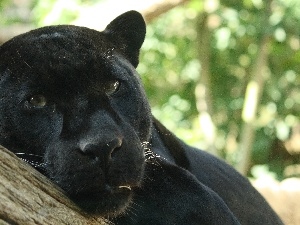 trees, Head, black, Panther