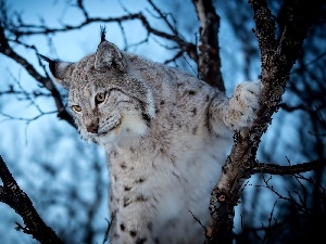 branches, trees, Lynx