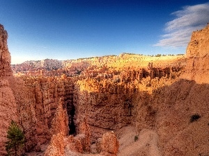 trees, canyon