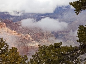 trees, branch pics, canyon, clouds