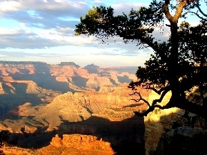 trees, canyon