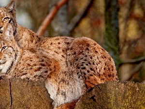 trees, Stems, Two cars, lynx