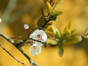 trees, fruit, Colourfull Flowers