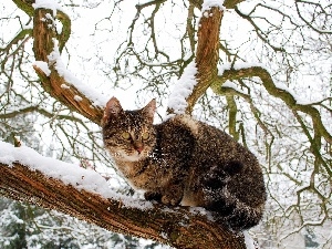 trees, winter, dun, cat