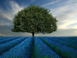 Field, trees, lavender