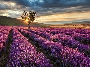 Przebijaj?ce, ligh, sun, luminosity, flash, lavender, Field, The Hills, trees