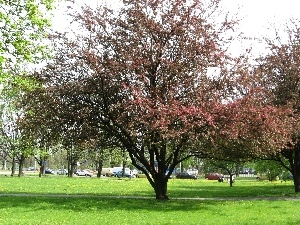 trees, flourishing