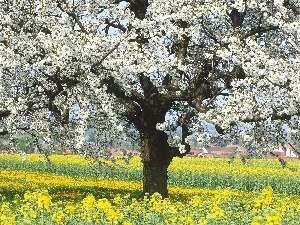 trees, flourishing