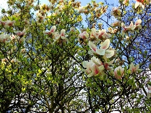 Blossoming, Magnolia, Spring