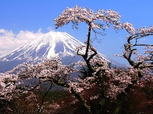 flourishing, trees, volcano