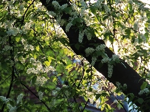 Flowers, trees, White