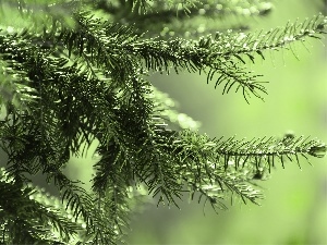 trees, needle, pine, green ones