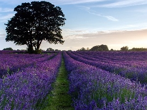 lavender, trees, Field