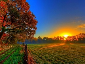 Leaf, trees, sun, autumn, viewes, field, rays