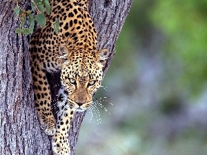 trees, Leopards