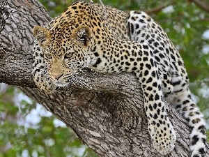 trees, Leopards