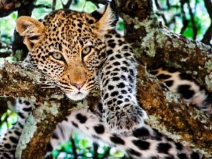 trees, Leopards