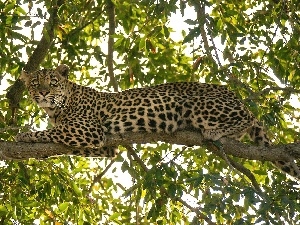 trees, Leopards