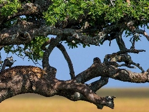 trees, Leopards