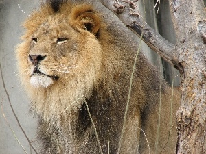 trees, Lion