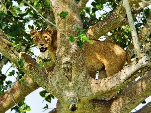 trees, Lioness