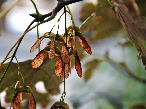 trees, maple