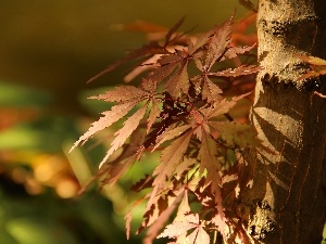 trees, Leaf, Maple Palm