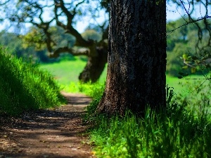 Meadow, trees, Path
