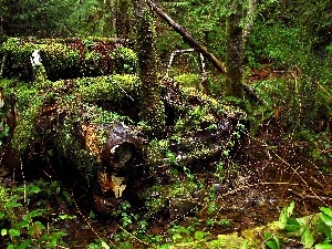 Moss, trees, Plants, forest, viewes, antique, Automobile