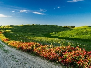 Flowers, trees, Tuscany, viewes, Way, medows, Italy, Mountains