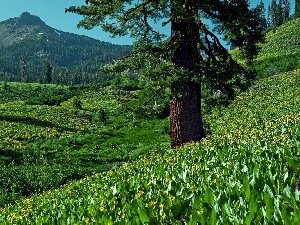 trees, Mountains