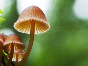 trees, Mushrooms